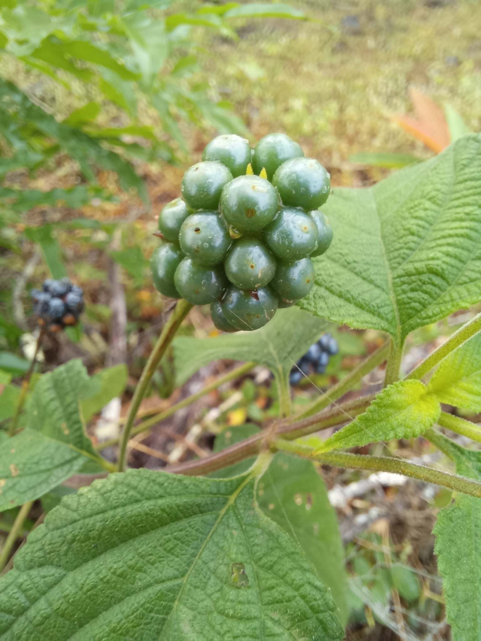 Lantana camara